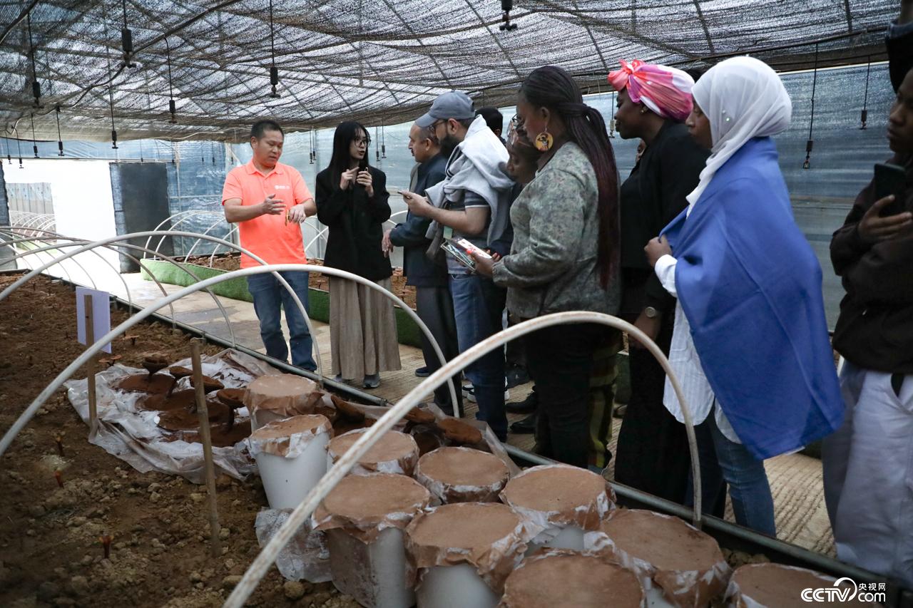 7个国家、23 名外国学员实地参观学习 共探“金伞伞”致富之道(图2) 7个国家、23 名外国学员实地参观学习 共探“金伞伞”致富之道(图2)