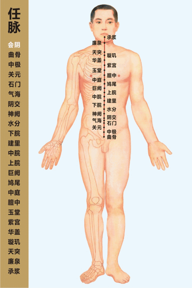 十四经络动态循行图（收藏版）