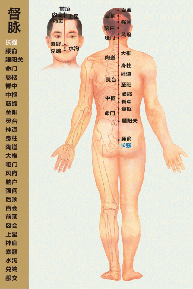 十四经络动态循行图（收藏版）(图5)