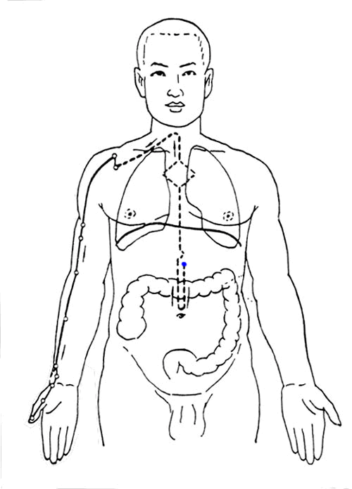 十四经络动态循行图（收藏版）(图8)