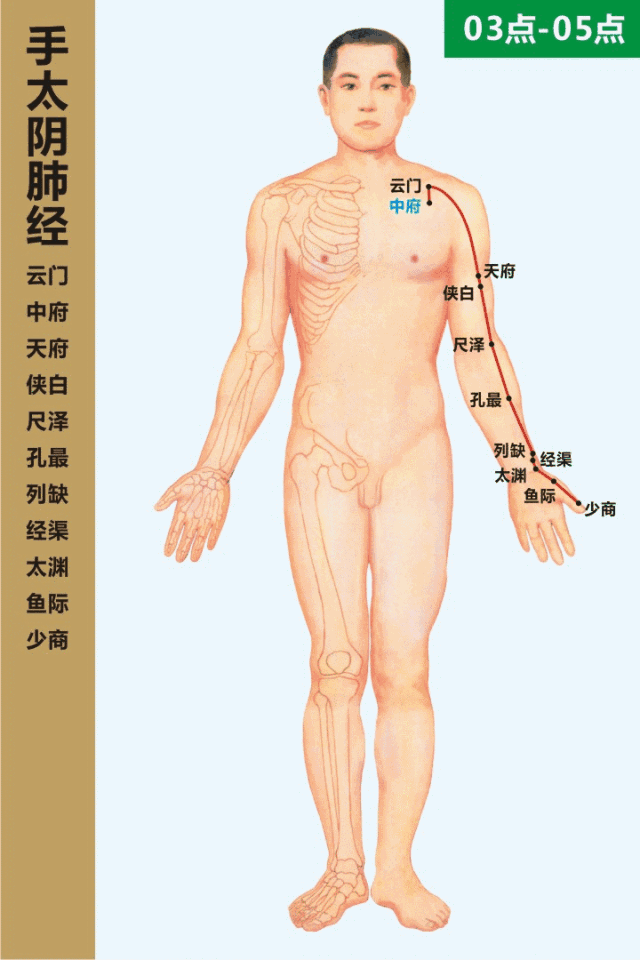 十四经络动态循行图（收藏版）(图9)
