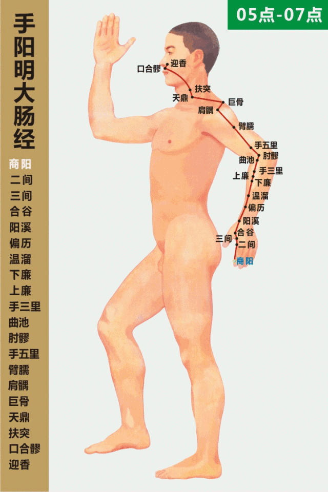 十四经络动态循行图（收藏版）(图13)