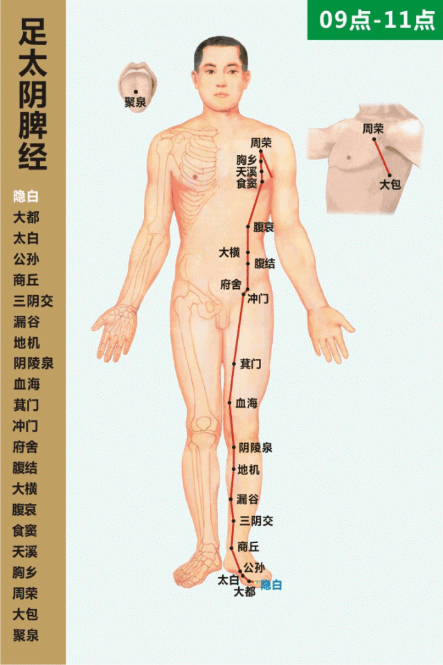 十四经络动态循行图（收藏版）(图21)