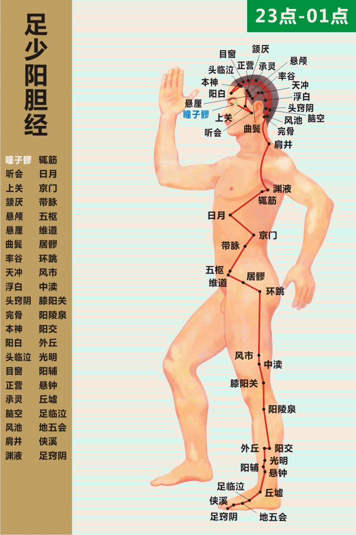 十四经络动态循行图（收藏版）(图49)