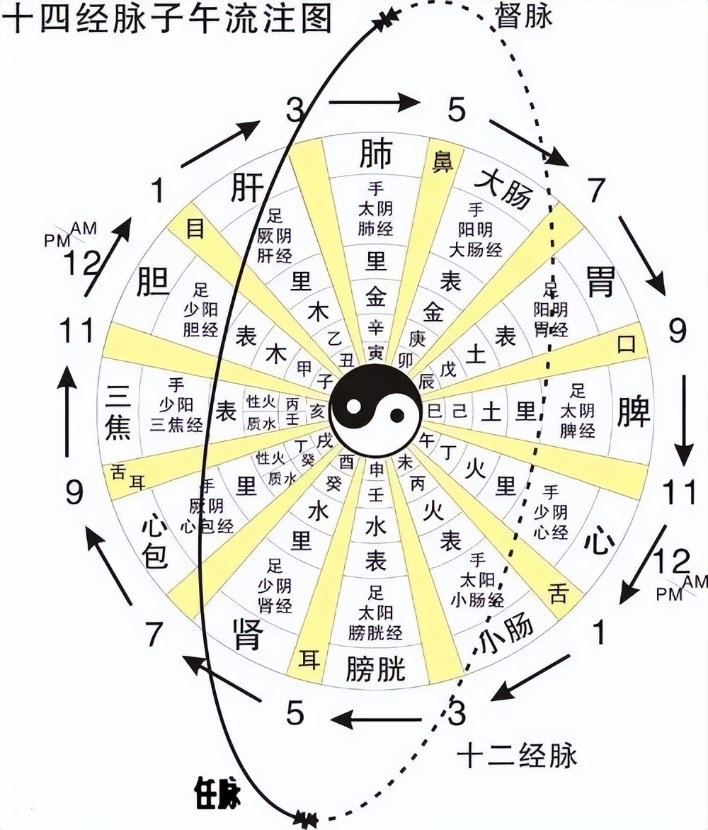 十四经络动态循行图（收藏版）(图56)